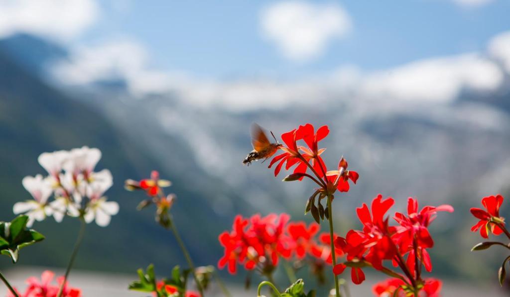 Artemis Easy Stay Self Check In-Out Saas Fee Szoba fotó